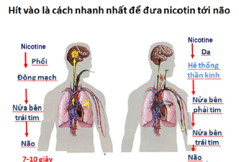 nicotine là gì